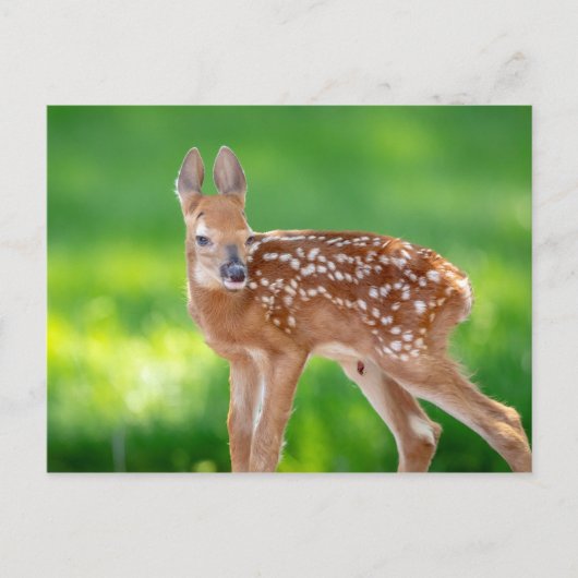 Portret van een Newborn Fawn (witstaarhert) Briefkaart (Voorkant)