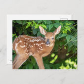 Portret van een Newborn Fawn (witstaarhert) Briefkaart (Voorkant / Achterkant)