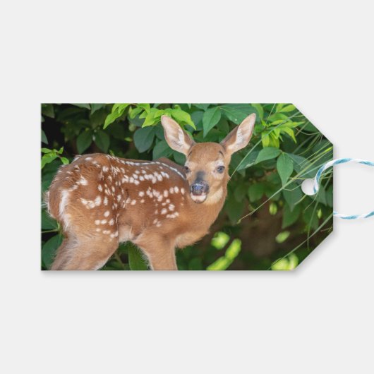 Portret van een Newborn Fawn (witstaarhert) Cadeaulabel (Voorkant (Horizontaal))