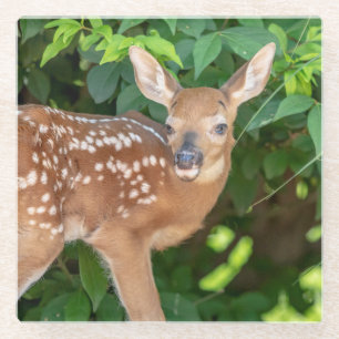 Portret van een Newborn Fawn (witstaarhert) Glazen Onderzetter