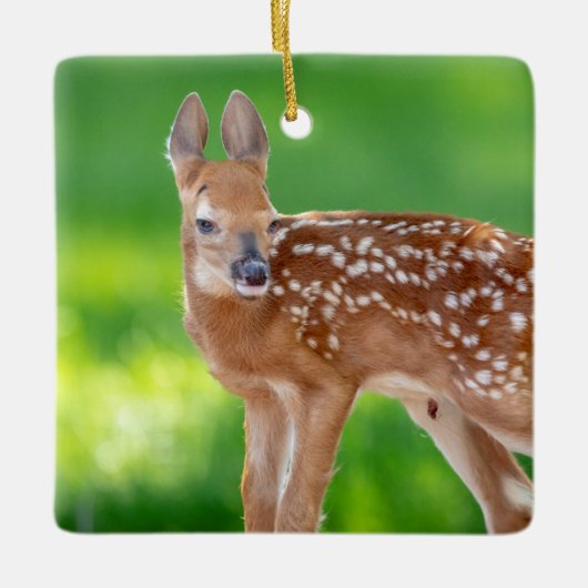 Portret van een Newborn Fawn (witstaarhert) Keramisch Ornament (Voorkant)