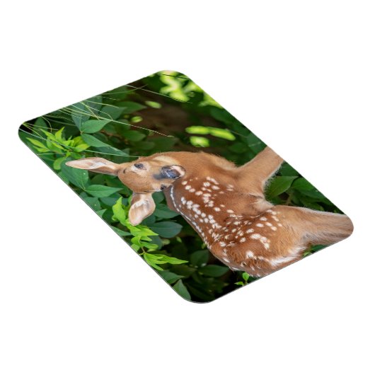 Portret van een Newborn Fawn (witstaarhert) Magneet (Rechterzijde)