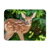 Portret van een Newborn Fawn (witstaarhert) Magneet (Horizontaal)