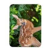 Portret van een Newborn Fawn (witstaarhert) Magneet (Verticaal)