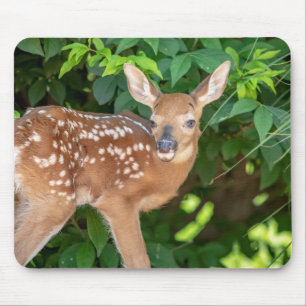 Portret van een Newborn Fawn (witstaarhert) Muismat