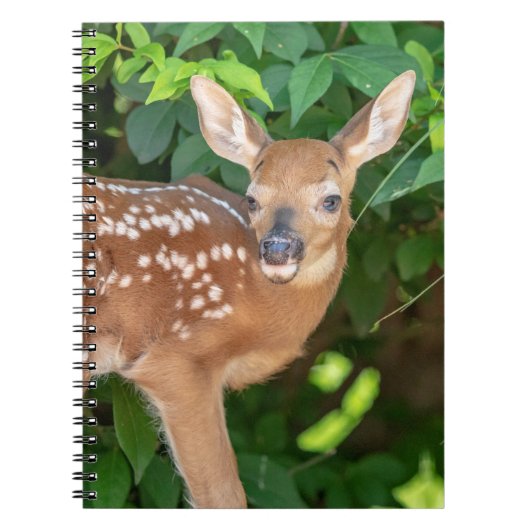 Portret van een Newborn Fawn (witstaarhert) Notitieboek (Voorkant)
