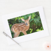 Portret van een Newborn Fawn (witstaarhert) Rechthoekige Sticker (Envelop)
