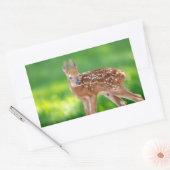 Portret van een Newborn Fawn (witstaarhert) Rechthoekige Sticker (Envelop)