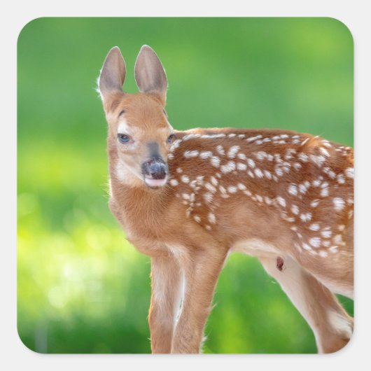 Portret van een Newborn Fawn (witstaarhert) Vierkante Sticker (Voorkant)