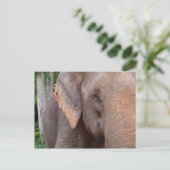 Portret van een olifant briefkaart (Staand voorkant)
