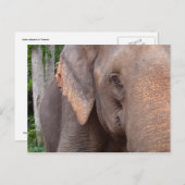 Portret van een olifant briefkaart (Voorkant / Achterkant)
