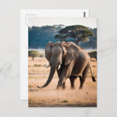 Portret van een olifant briefkaart (Voorkant / Achterkant)