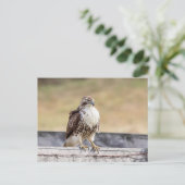 Portret van een onvolgroeide Red Tailed Hawk Briefkaart (Staand voorkant)