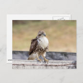 Portret van een onvolgroeide Red Tailed Hawk Briefkaart (Voorkant / Achterkant)
