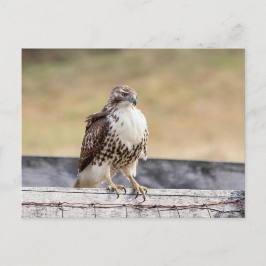 Portret van een onvolgroeide Red Tailed Hawk Briefkaart (Voorkant)