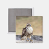 Portret van een onvolgroeide Red Tailed Hawk Magneet (Voorkant / Achterkant)