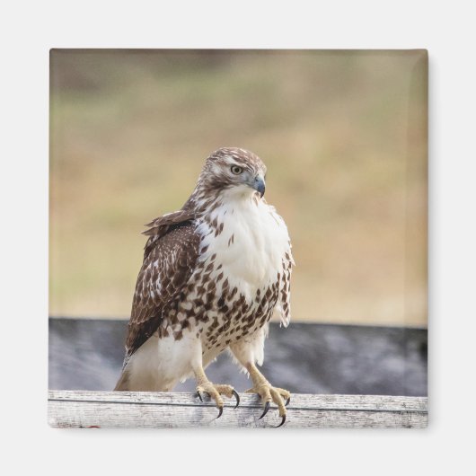 Portret van een onvolgroeide Red Tailed Hawk Magneet (Voorkant)