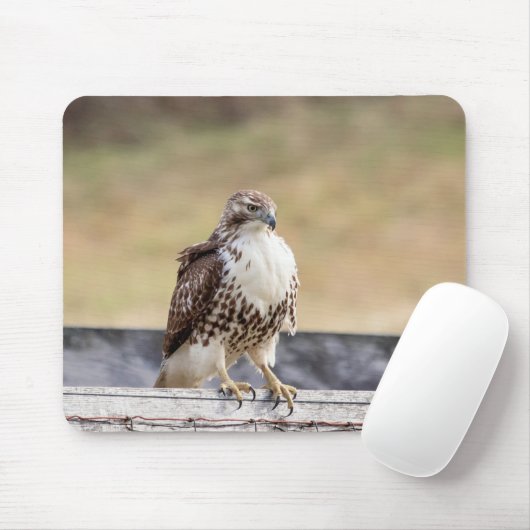 Portret van een onvolgroeide Red Tailed Hawk Muismat (Met muis)