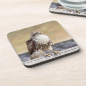 Portret van een onvolgroeide Red Tailed Hawk Onderzetter (Linkerzijde)