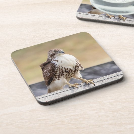 Portret van een onvolgroeide Red Tailed Hawk Onderzetter (Linkerzijde)