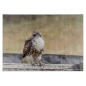 Portret van een onvolgroeide Red Tailed Hawk Snijplank (Voorkant)