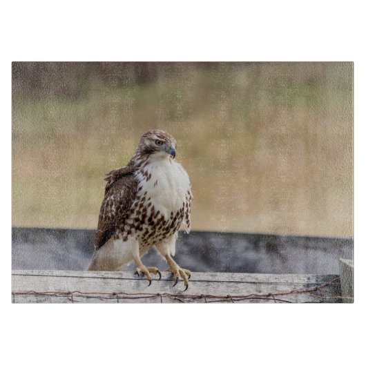 Portret van een onvolgroeide Red Tailed Hawk Snijplank (Voorkant)