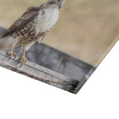 Portret van een onvolgroeide Red Tailed Hawk Snijplank (Hoek)