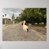 Portret van een ooievaar poster (Voorkant)