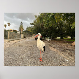 Portret van een ooievaar poster