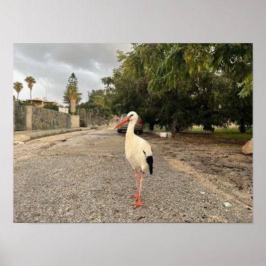 Portret van een ooievaar poster (Voorkant)