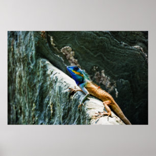 Portret van een Oosterse Tuinhagedis - Poster