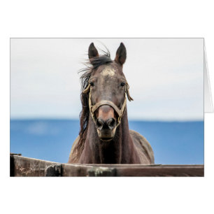 Portret van een paard