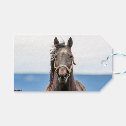 Portret van een paard cadeaulabel (Voorkant (Horizontaal))