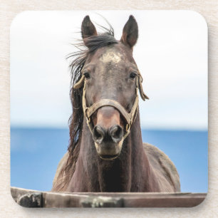 Portret van een paard drankjes onderzetter