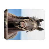 Portret van een paard magneet (Horizontaal)