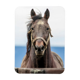 Portret van een paard magneet