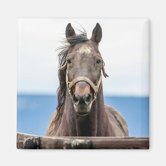Portret van een paard magneet (Voorkant)