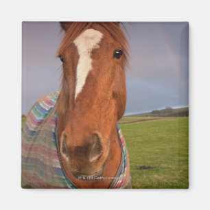Portret van een paard met een regenboog in de heme magneet