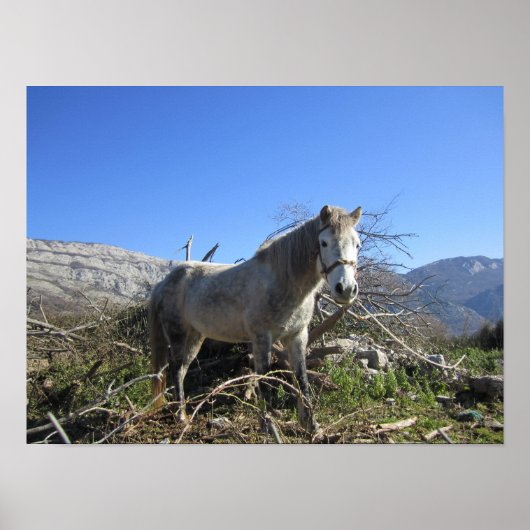 Portret van een paard poster (Voorkant)