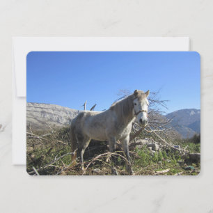 Portret van een paard vlak vakantiekaart feestdagenkaart