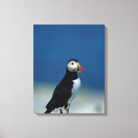 Portret van een papegaaiduiker canvas afdruk (Voorkant)