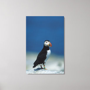 Portret van een papegaaiduiker canvas afdruk
