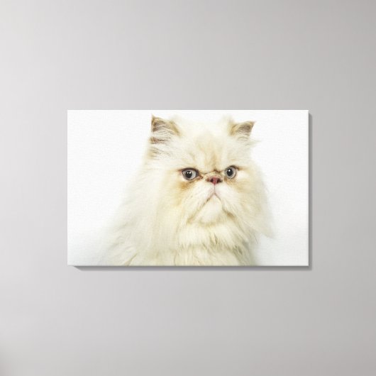 Portret van een Perzische kat Canvas Afdruk (Voorkant)