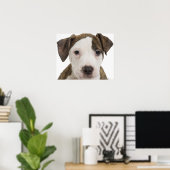 Portret van een pitbulppuppy poster (Thuiskantoor)