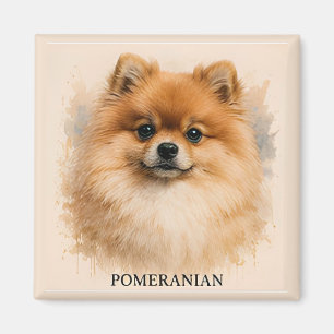 Portret van een pluizige gezelschapshond Pomerania Magneet