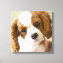 Portret van een puppy van koning Charles Spaniel Canvas Afdruk