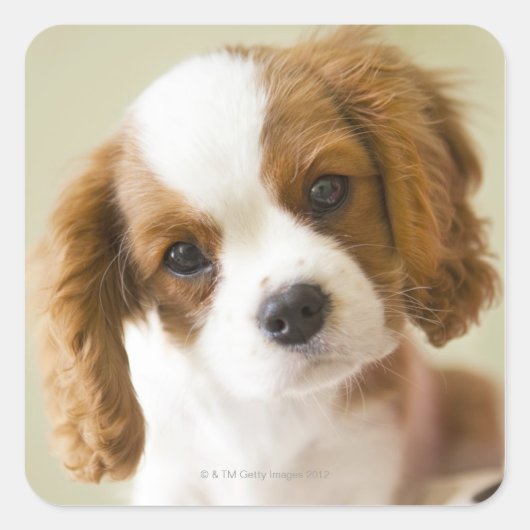 Portret van een puppy van koning Charles Spaniel Vierkante Sticker (Voorkant)