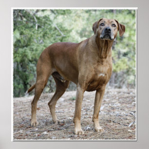 Portret van een Rhodezische Ridgeback Poster