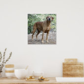 Portret van een Rhodezische Ridgeback Poster (Keuken)