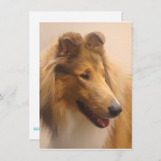 Portret van een ruige Sable Collie Bedankkaart (Voorkant / Achterkant)